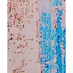 Dywan 80 x 150 cm niebieski INEGOL