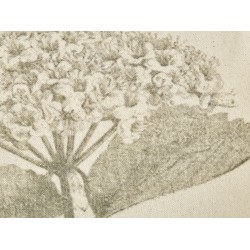 Zestaw 2 poduszek dekoracyjnych ROSEMARY Bawełna 45 x 45 cm Oliwkowy Wzór kwiatowy